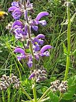 Sauge des pres - Salvia pratensis (prise vers Vals-les-bains, Ardeche)(5)